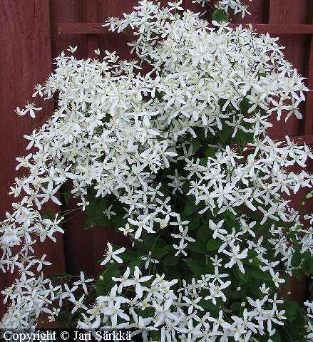 Clematis mandshurica